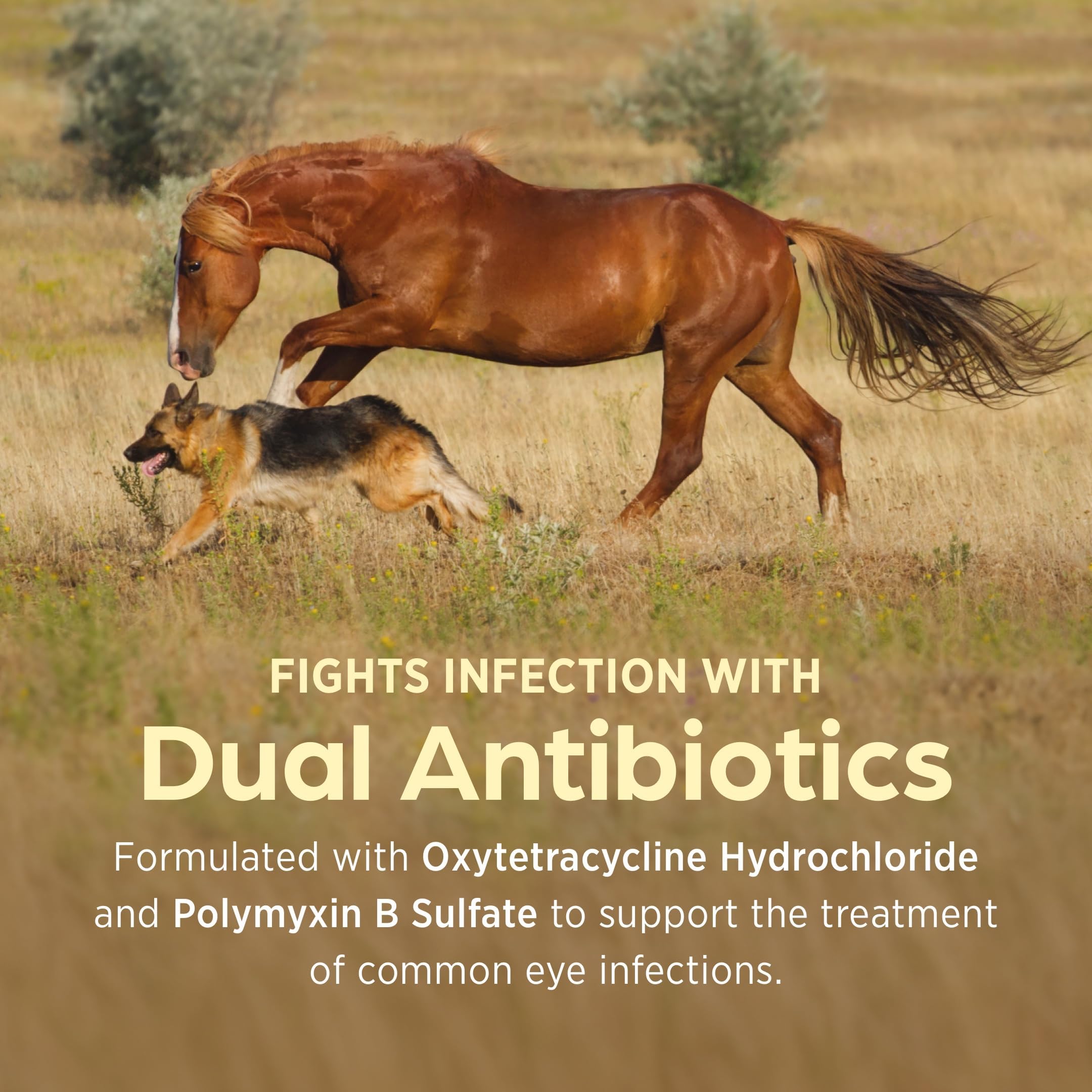 Terramycin Antibiotic Ointment for Eye Infection Treatment in Dogs, Cats, Cattle, Horses, and Sheep, 0.125oz Tube